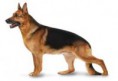 /album/american-working-dog-association/images5ep7g86k-jpg/