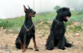 /album/american-working-dog-association/images6zhcmoww-jpg/