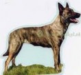 /album/american-working-dog-association/images1sk868lk-jpg/