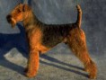 /album/american-working-dog-association/imagesd94kr05v-jpg/
