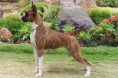 /album/american-working-dog-association/imagesgez0dvm1-jpg/