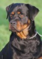 /album/american-working-dog-association/images6bqefkrw-jpg/