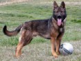 /album/american-working-dog-association/imagesn2ucet9e-jpg/