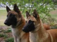 /album/american-working-dog-association/imagesz78gtp9n-jpg/