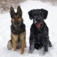 /album/american-working-dog-association/images40g7o8mp-jpg/