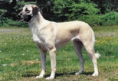 /album/american-working-dog-association/untitled-png/